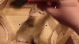 小奶猫快拿开你这烦人的家伙，搞乱了宝宝原本的发型！