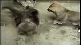 萌熊与狗狗相互嬉戏