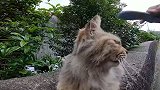 野外遇见一只很可爱的流浪猫，找不到食物肚子很饿，怎么办