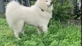 狗子主人叫我干啥呢，我在吃草呢