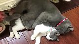 蓝猫：主人别闹，你是单身狗，也不能拆散我们呀！