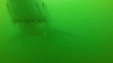 新西兰一头大白鲨攻击水下摄像机 拖拽渔船