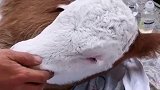 农村人最怕的事情，新生牛犊居然这样了，还有救吗
