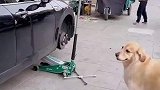 女子带狗去修车，结果女子修车