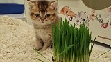 小奶猫看见猫妈妈吃草，一脸懵的表情，真逗