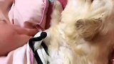 小奶狗：睡觉还要仪式感