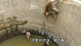 两只可爱的小猴子掉落井中，机智猴哥用尾巴救援，这智商真是高啊