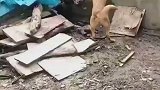 这真是虎落平阳被犬欺阿