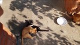 猫咪的生活可真幸福惬意，吃饱了就跟同伴嬉戏打闹，让人羡慕呢！
