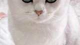 挑战全网脾气最好的猫 呸式vlog 萌宠出道计划 萌宠高阶技能挑战