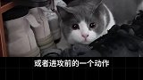 猫咪的迷惑行为解析萌宠出道计划 猫咪的迷惑行为