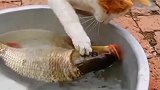 猫咪偷吃鱼