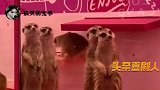 动物搞笑配音：奇葩动物的那些神操作，太秀了！头条喜剧