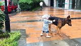 狗子：天天还要带孩子，当狗也不容易呀！