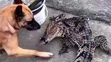 哮天犬大战鳄鱼，这是咬合力的较量