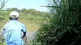 新找到的野池子，水深不到三十公分，鱼情却好到不行！