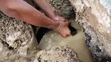 农村小男孩搬开木头，发现了一大窝鱼