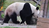 被国外提前送回中国的熊猫，原因让人哭笑不得，真不愧是国宝！