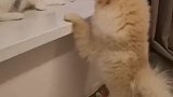 猫：这窗户是我的，你就在地上玩儿吧！