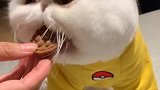猫：第一次吃月饼，月饼的味道真不错！