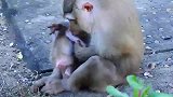 猴妈不让小帅哥喝奶，小帅哥反抗得很激烈，搞笑