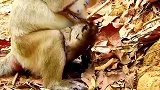 实拍：小奶猴自己清理伤口心碎
