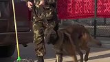 警犬雪豹考核前受伤，坚持参加完考核并取得优异的成绩
