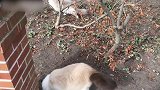 外面玩耍的猫咪，真是可爱极了，抱走哪只好呢