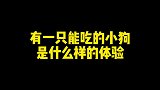 有一只能吃的狗狗，是什么样的体验呢？