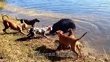男子雪地里发现一只野猪，骑着摩托就追了上去，吓得野猪拔腿就跑