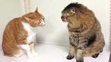 橘猫打你咋的，狸花猫老猫不发威，当我是假猫啊