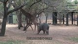 犀牛作死挑衅长颈鹿，只听见“啪”的一声，镜头记录搞笑过程