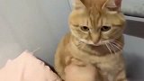 橘猫：撒手！别动我的胳膊肘！我走行了吧