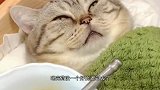 猫：我刚得病，就给我端过来药了