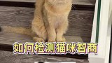 如何检测猫咪智商