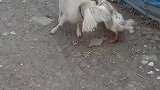 今天就是本狗狗的主场