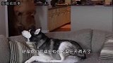 将乌龟放进冰箱，逼着乌龟冬眠，两个月后取出后主人一脸懵