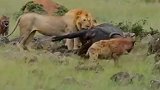 雄狮一个眼神，鬣狗靠边站！