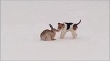 雪地中嚎叫的狗子和一只大兔子不期的邂逅
