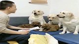 狗狗们开家庭会议，老四不停的点头，小迷糊快睡着了