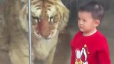 男孩动物园里隔空打虎，虎子被惹急了发起反击