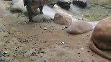 这狗子厉害，居然给狮子睡在一起！