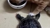 猫：你别动，等我吃完再说！