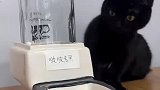 小猫咪能有什么坏心思呢？ 猫咪：所以你就这么对待我？！