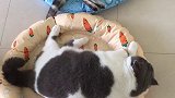 这冰窝冰冰凉凉好凉爽好物推荐 猫咪的日常