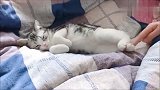 当初不让养猫的妈妈，现在连猫咪睡觉都围着它转！