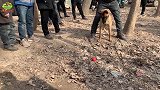 农村小伙驯养半年的马犬，居然能听懂主人说的话，比警犬都聪明