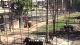 女游客帽子掉入老虎园，强行翻入捡帽子，镜头记录全过程