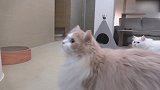 好漂亮的猫咪啊，这可爱的小表情，萌的我心都化了！
