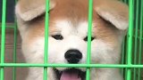 宠物糗事之秋田犬冷知识